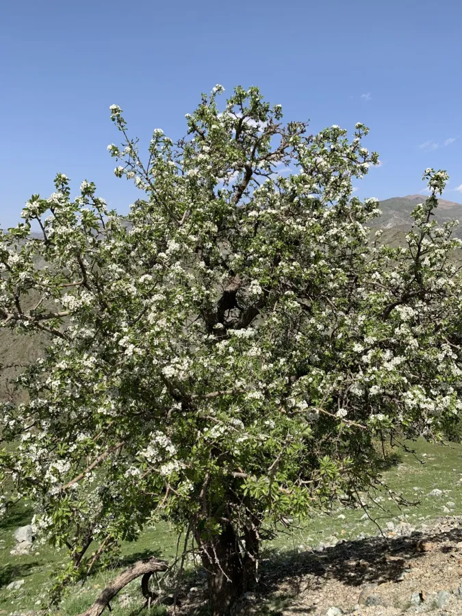 Pyrus syriaca