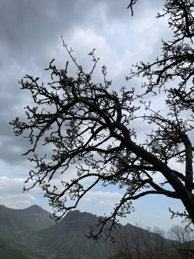 Pyrus syriaca