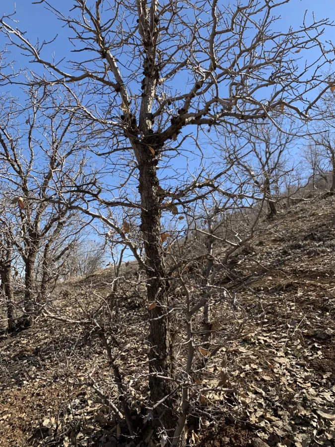 Brant's Oak
