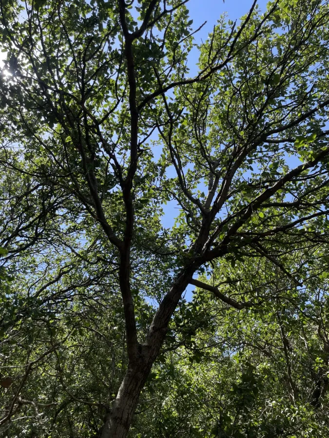 Brant's Oak