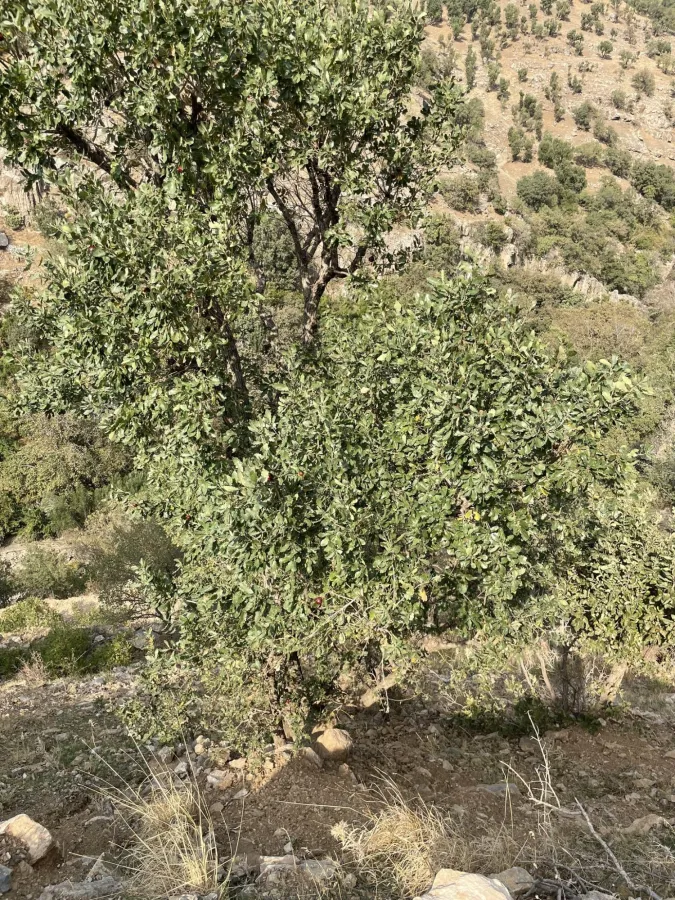 Brant's Oak
