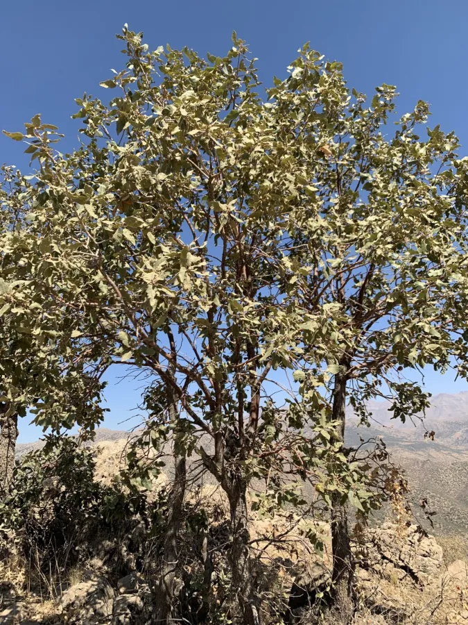 Brant's Oak