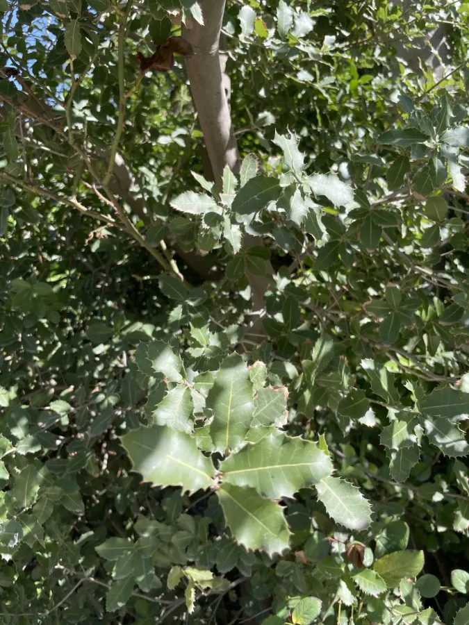 Quercus coccifera