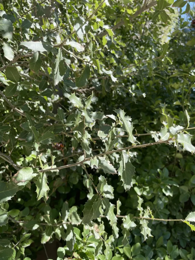 Quercus coccifera