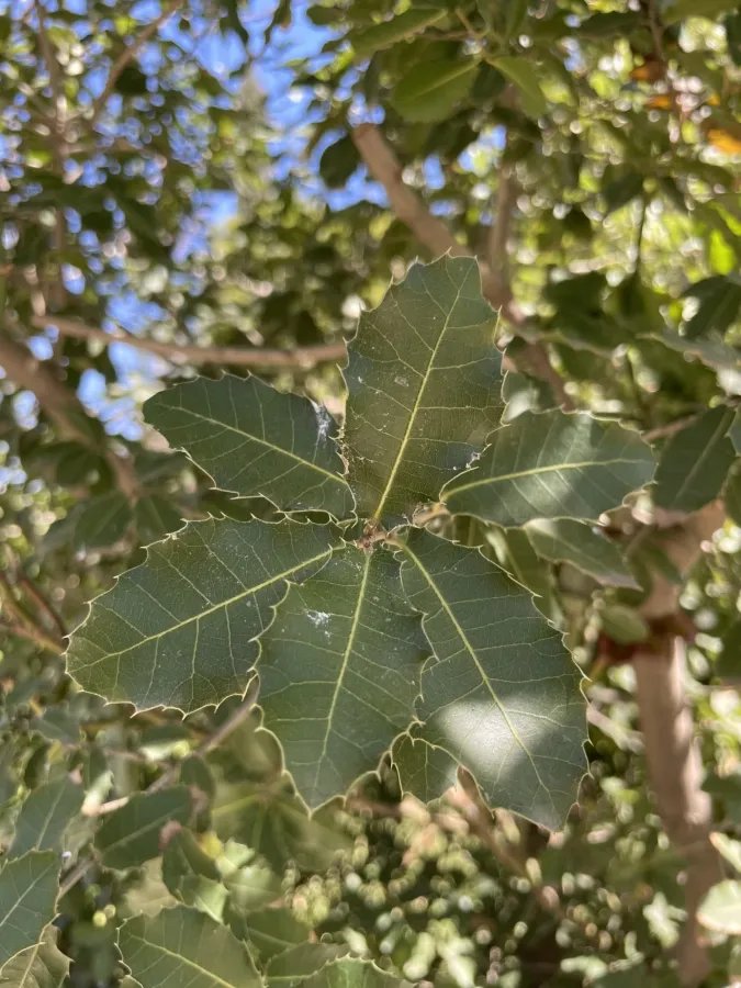 Quercus coccifera