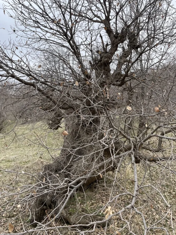 Quercus infectoria