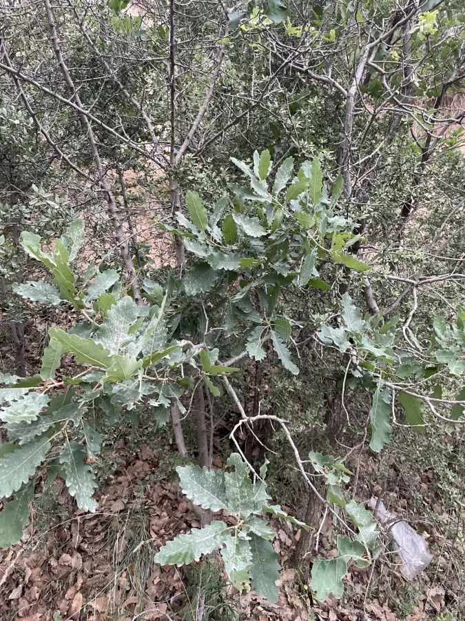 Quercus infectoria