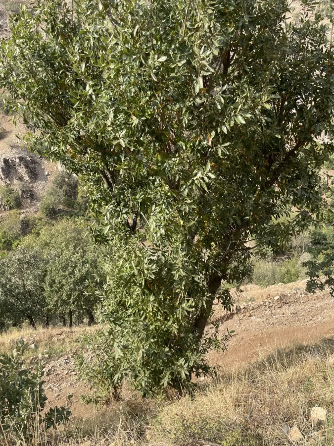 Quercus libani