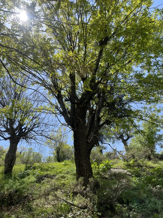 Quercus libani