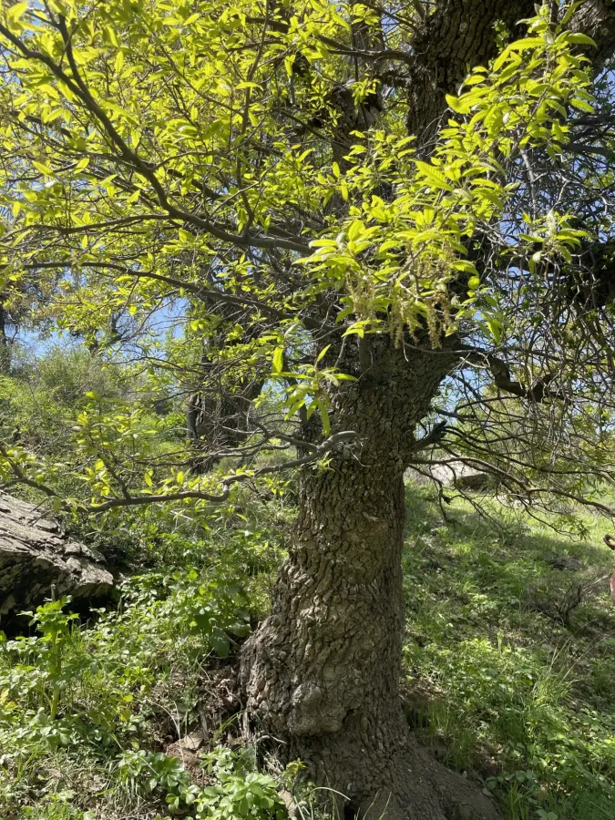 Quercus libani