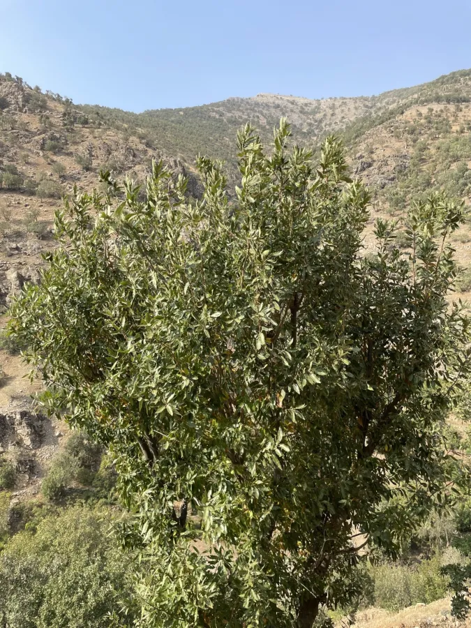Quercus libani