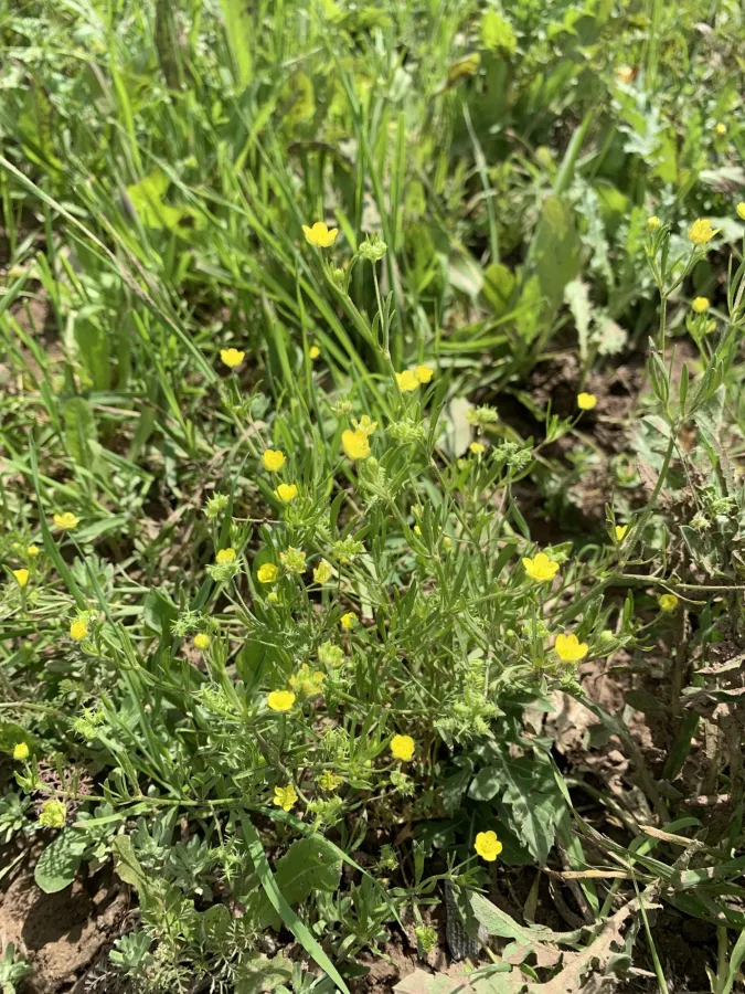 Ranunculus arvensis