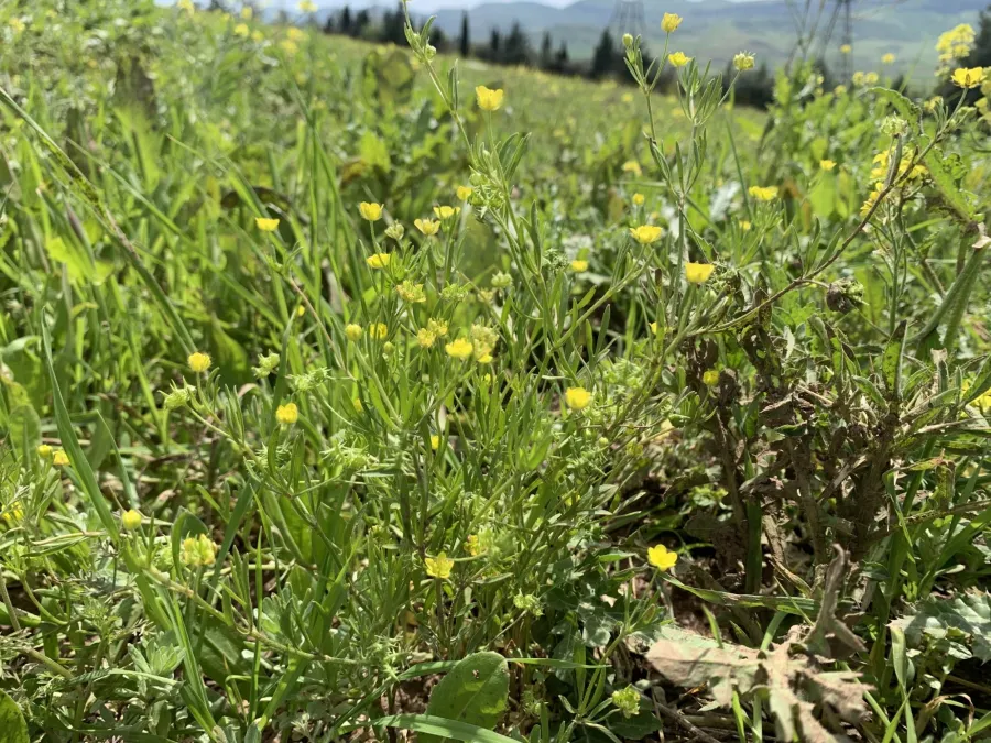 Ranunculus arvensis