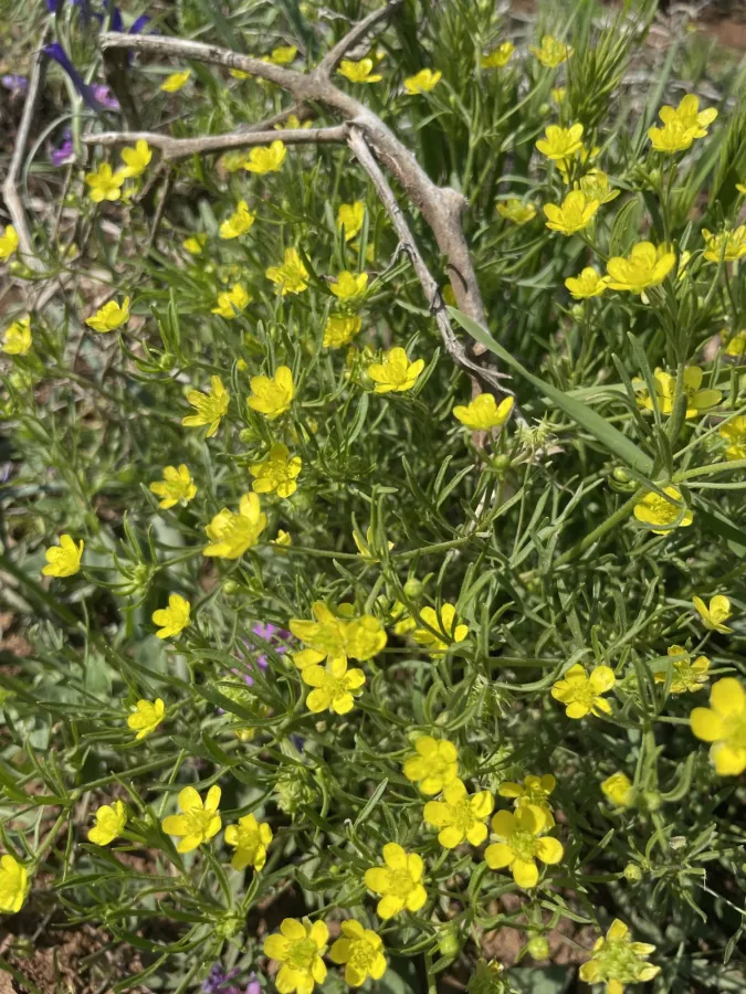 Ranunculus arvensis