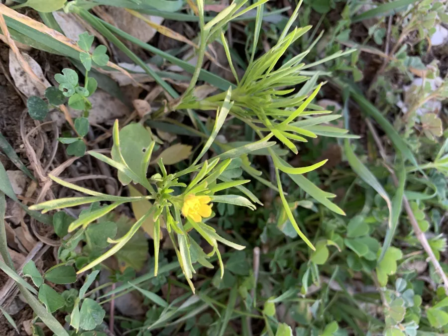 Ranunculus arvensis