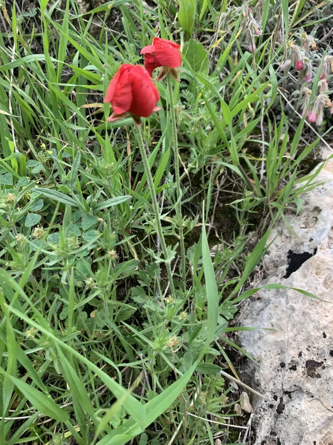 Ranunculus asiaticus