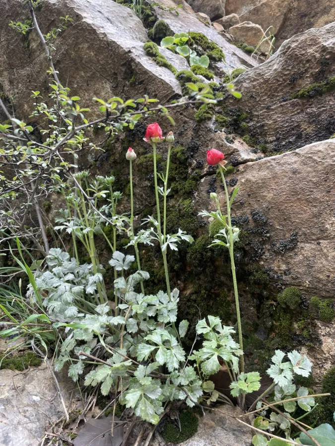 Ranunculus asiaticus