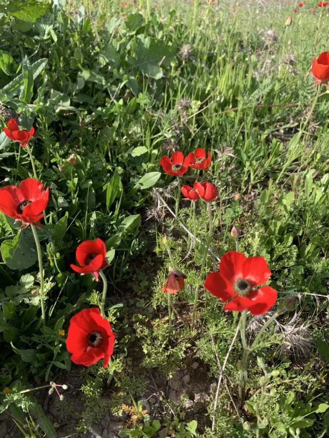 Ranunculus asiaticus