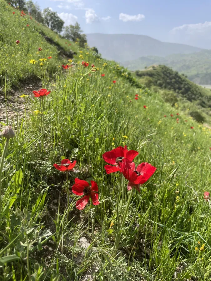 Ranunculus asiaticus