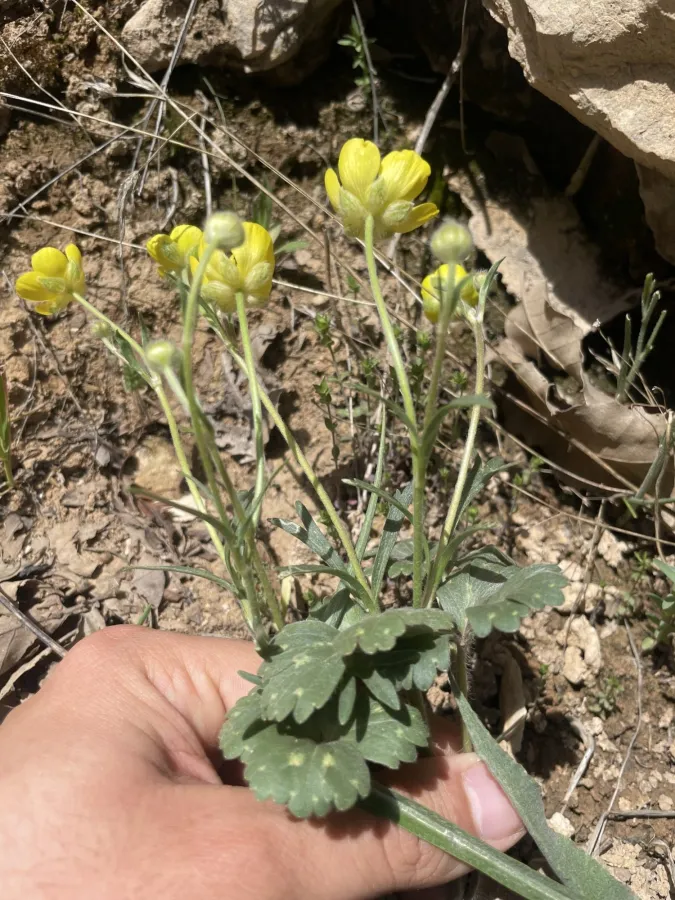 Ranunculus aucheri