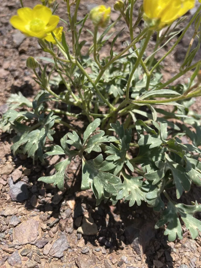 Ranunculus aucheri