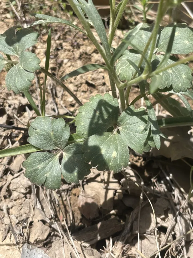 Ranunculus aucheri