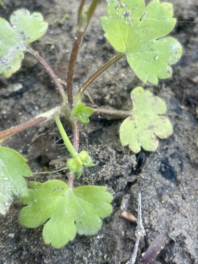 Ranunculus chius