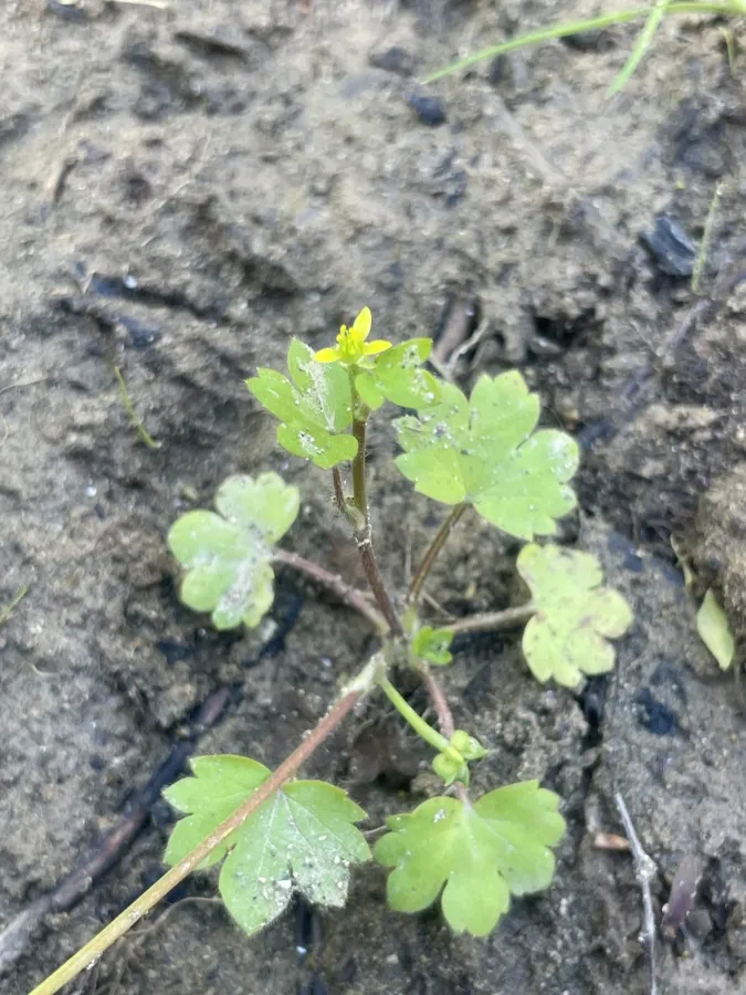 Ranunculus chius