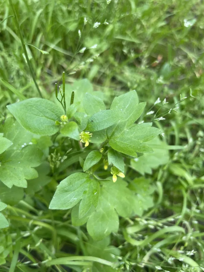 Ranunculus chius