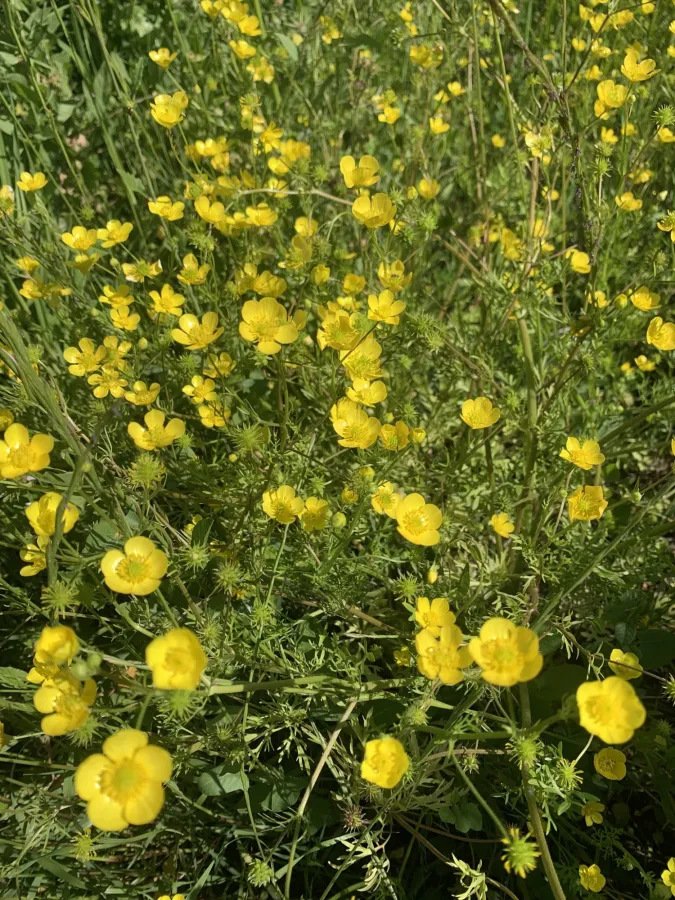 Ranunculus cornutus