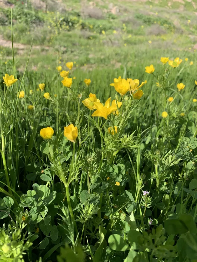 Ranunculus cornutus