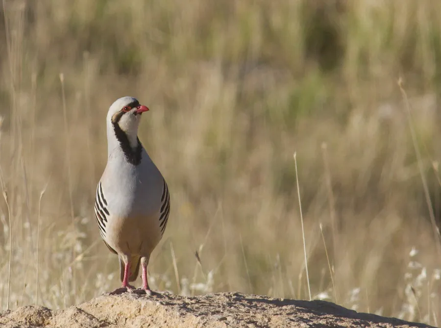 Chukar Partridge