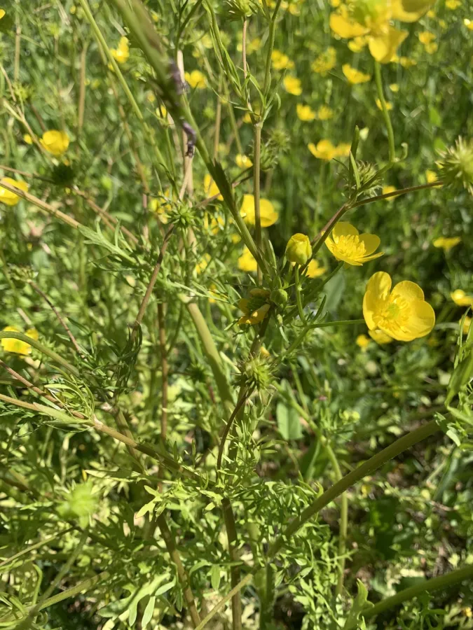 Ranunculus cornutus