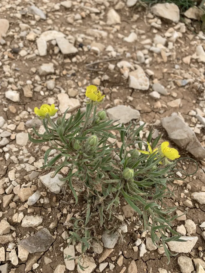 Ranunculus macrorrhynchus