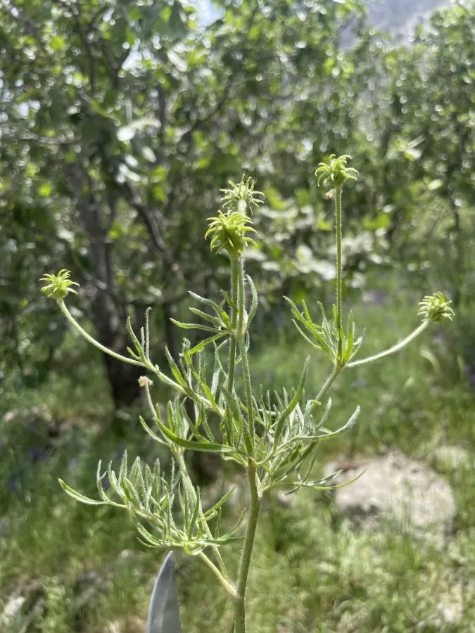 Ranunculus macrorrhynchus