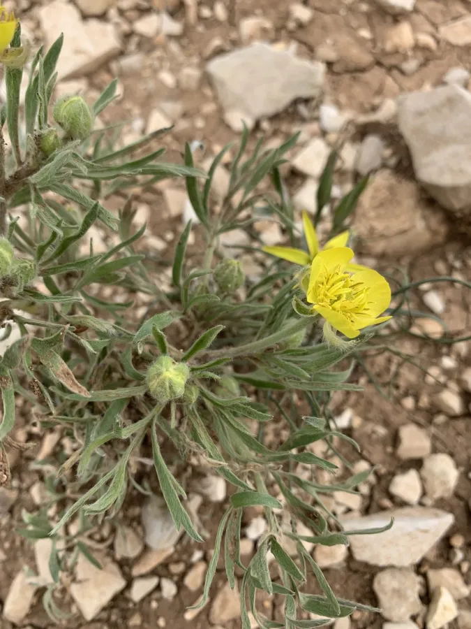 Ranunculus macrorrhynchus