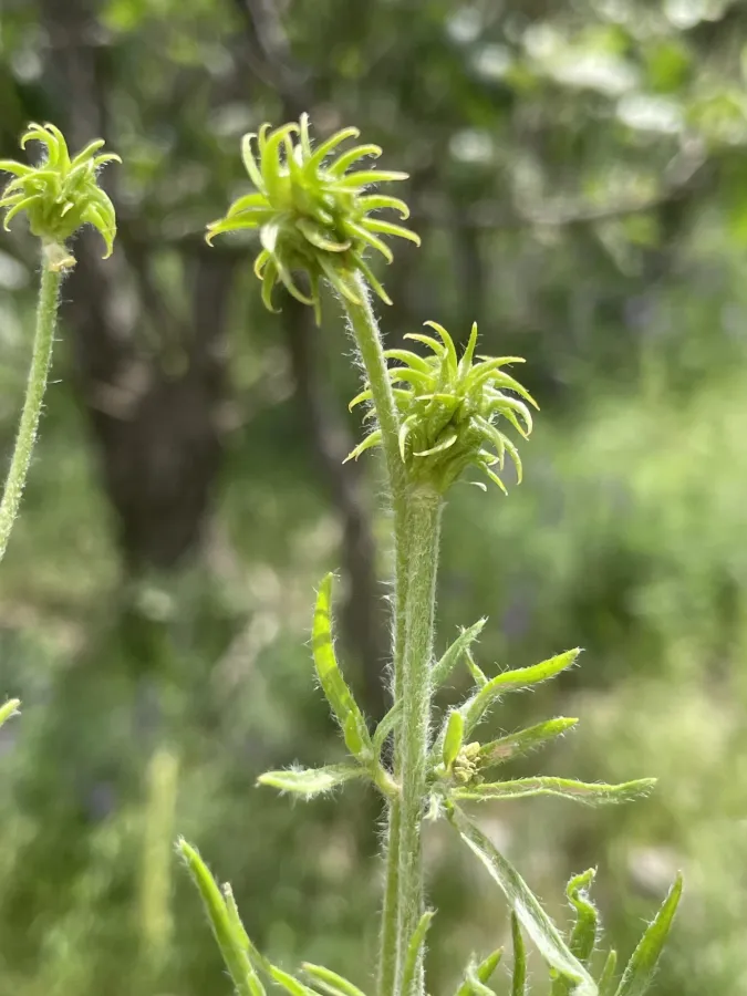 Ranunculus macrorrhynchus