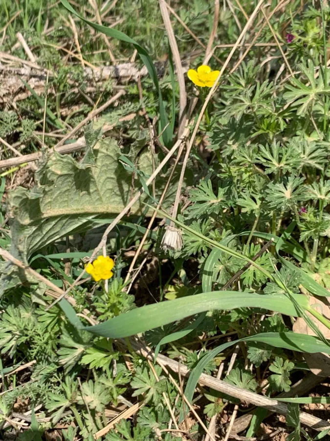 Ranunculus millefolius