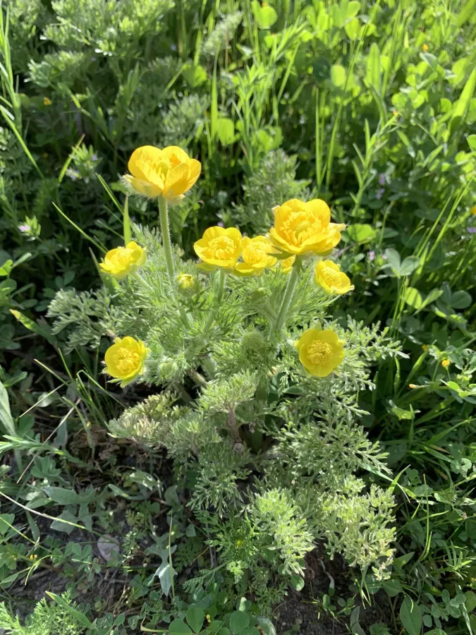 Ranunculus millefolius