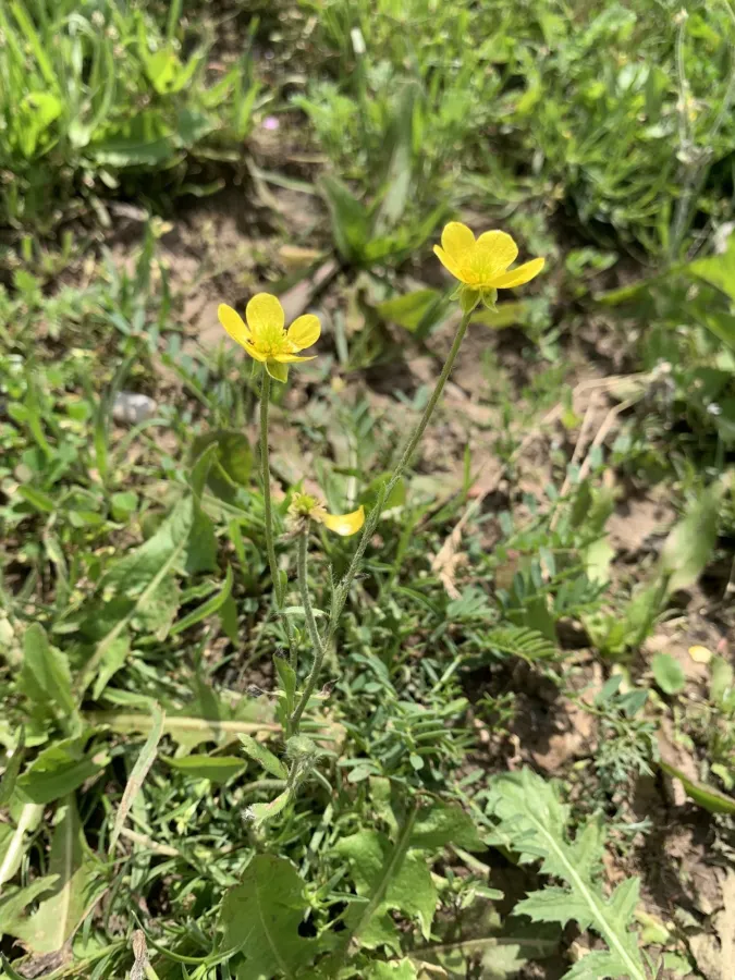 Ranunculus millefolius