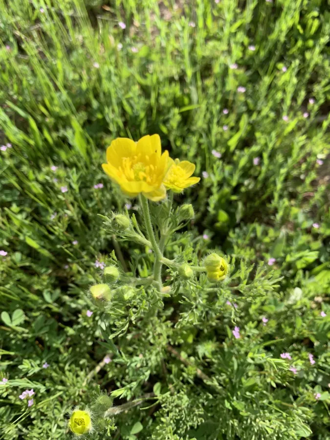 Ranunculus millefolius