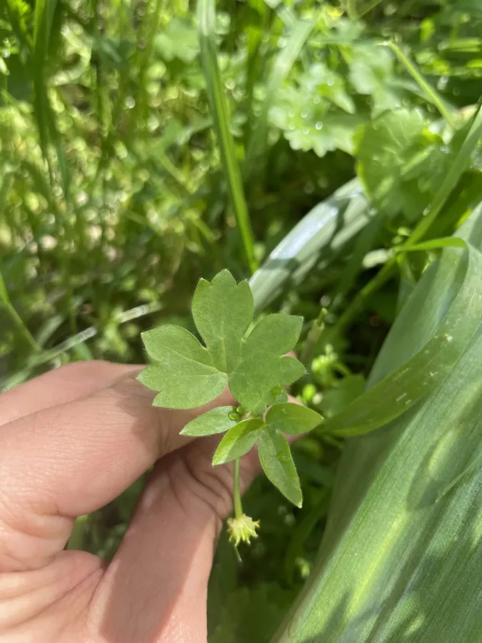 Ranunculus muricatus
