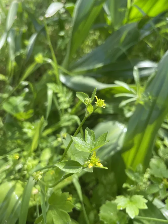 Ranunculus muricatus