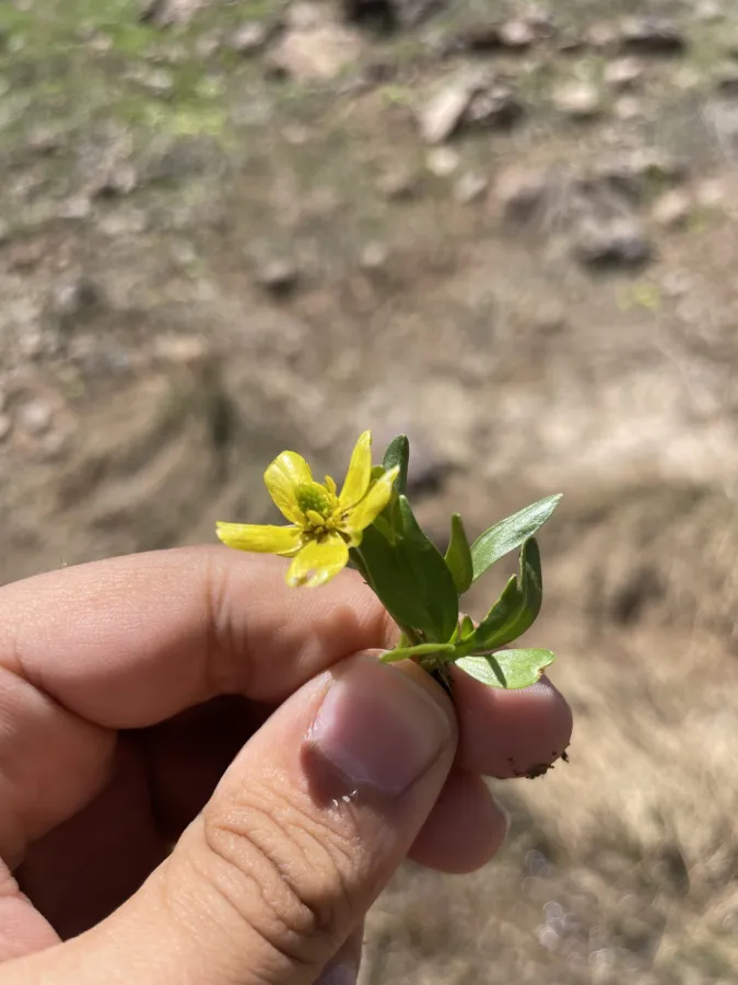 Ranunculus myosuroides