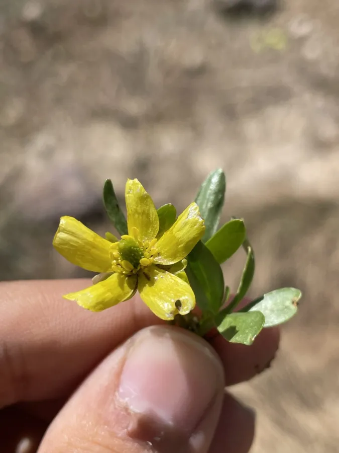 Ranunculus myosuroides