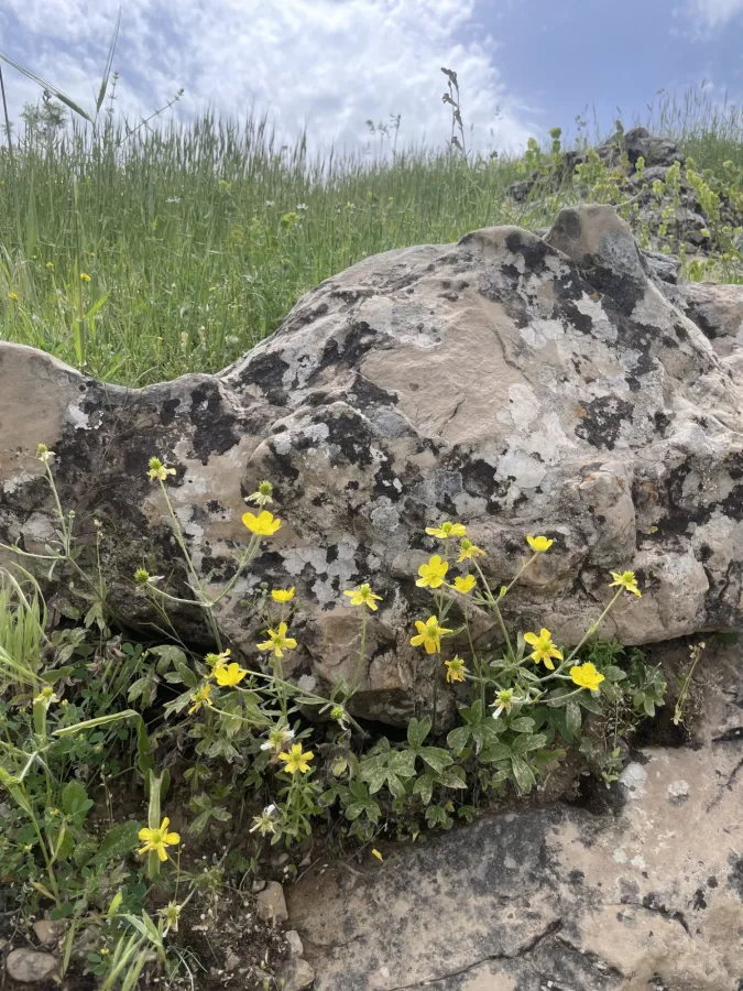 Ranunculus neocuneatus