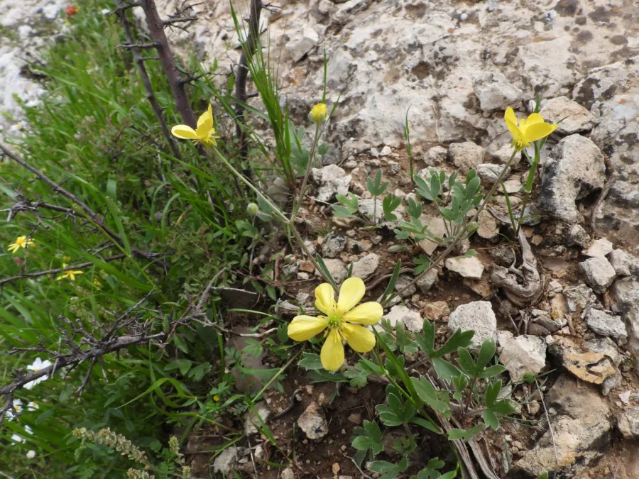 Ranunculus neocuneatus