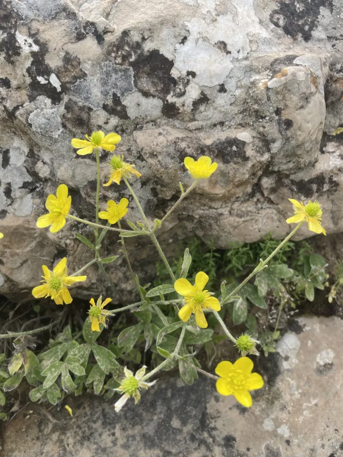 Ranunculus neocuneatus