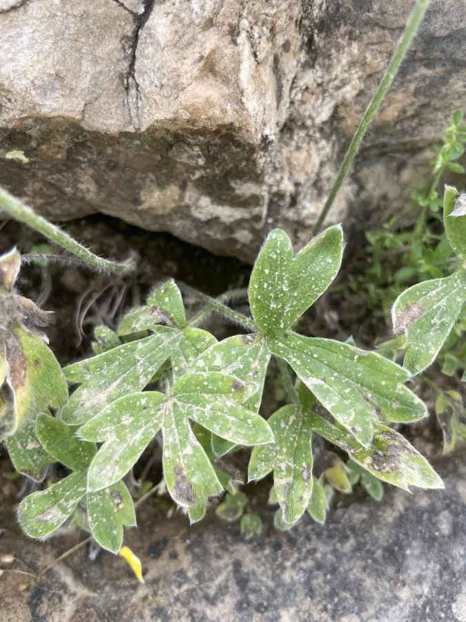 Ranunculus neocuneatus
