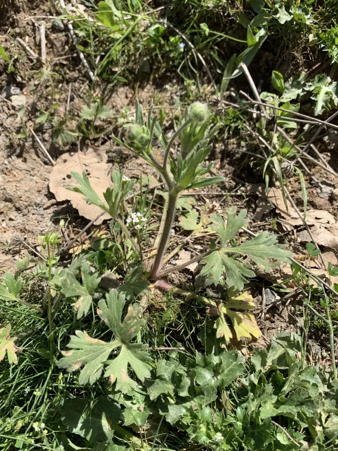 Ranunculus oxyspermus